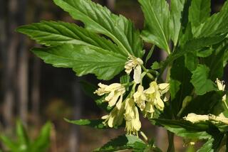 Cardamine enneaphyllos