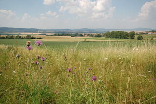 Landscape of Malá Haná (lowlands near Boskovice)