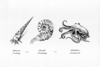 Cephalopds