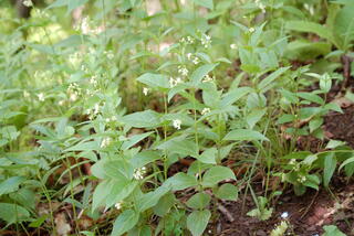 Vincetoxicum hirundinaria grows in Bačov.